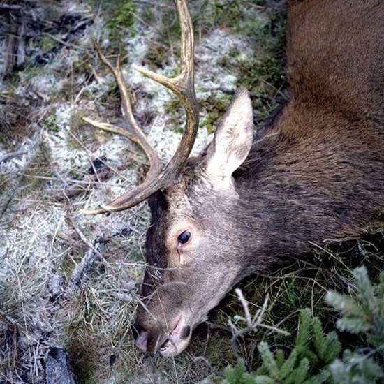 Girls in Hawaii - Plan Your Escape 