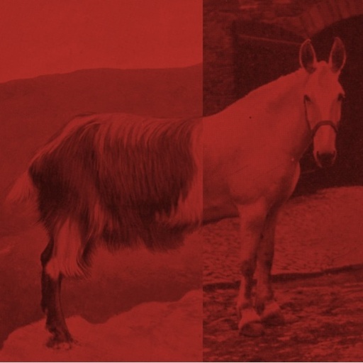 Priceduifkes, The - Goathorse CD