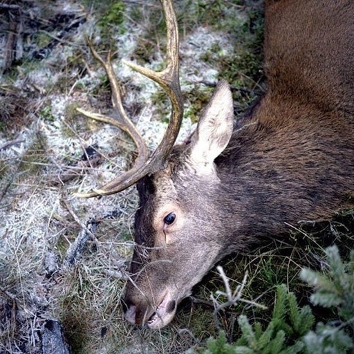 Girls in Hawaii -  Plan Your Escape